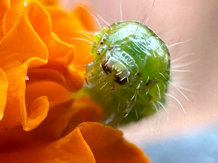 an image of a green caterpillar feeding from an orange flower