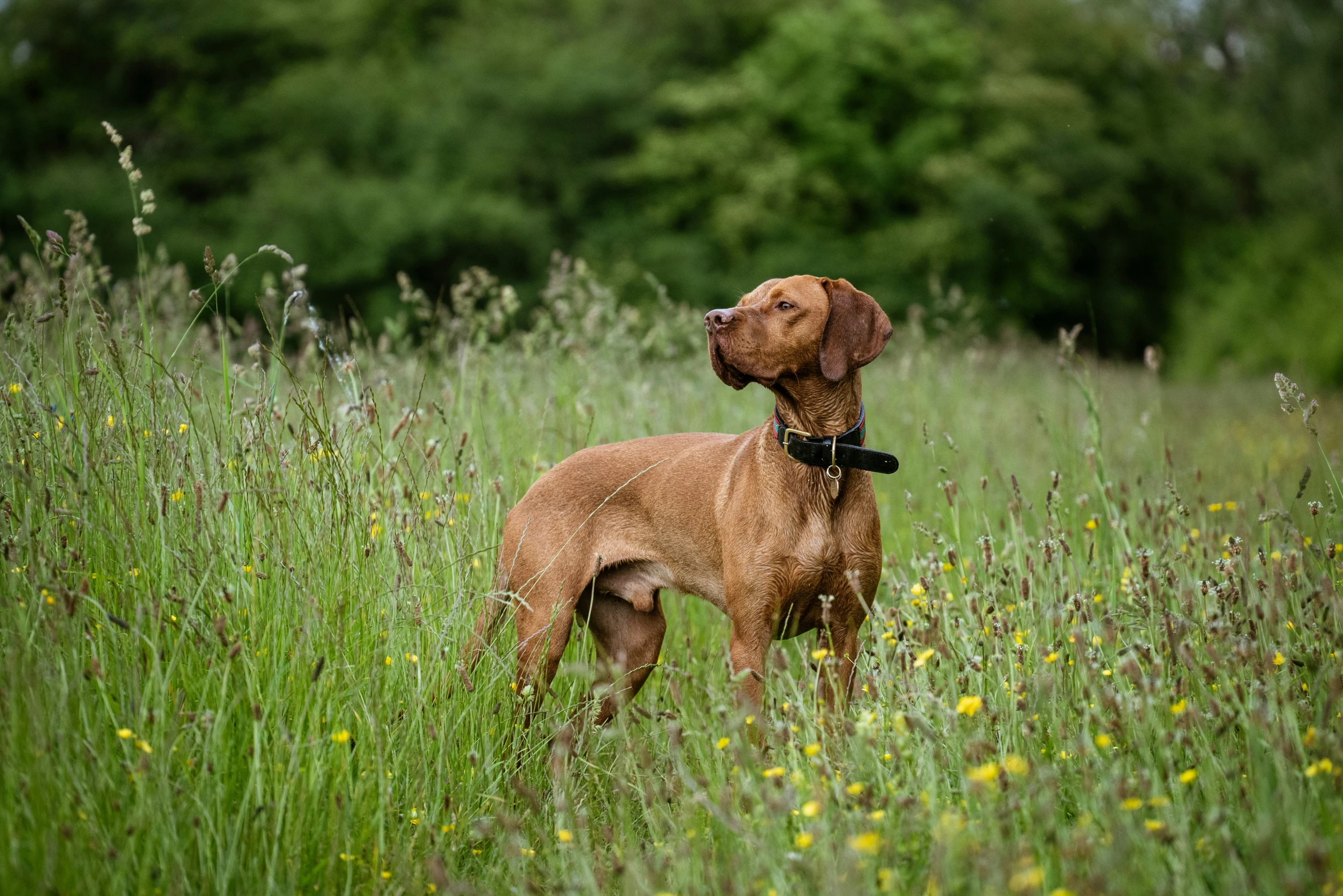 a brown dog stands in tall green grass
