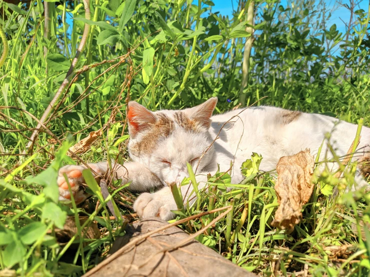 a white cat lays down in the tall grass