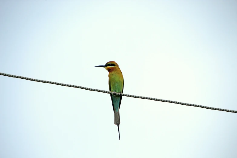 a bird sits on a wire with the sky in the background