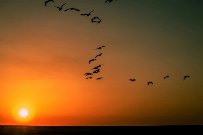 flock of birds flying at sunset silhouetted on water