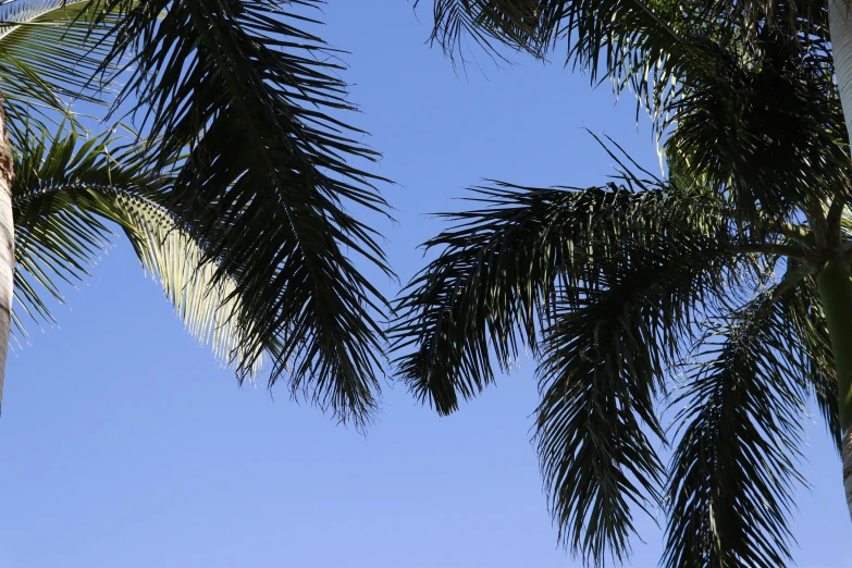 a few palm trees are tall and green