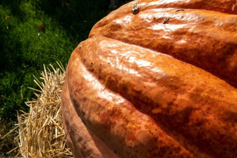 there is a giant, orange pumpkin sitting in the hay