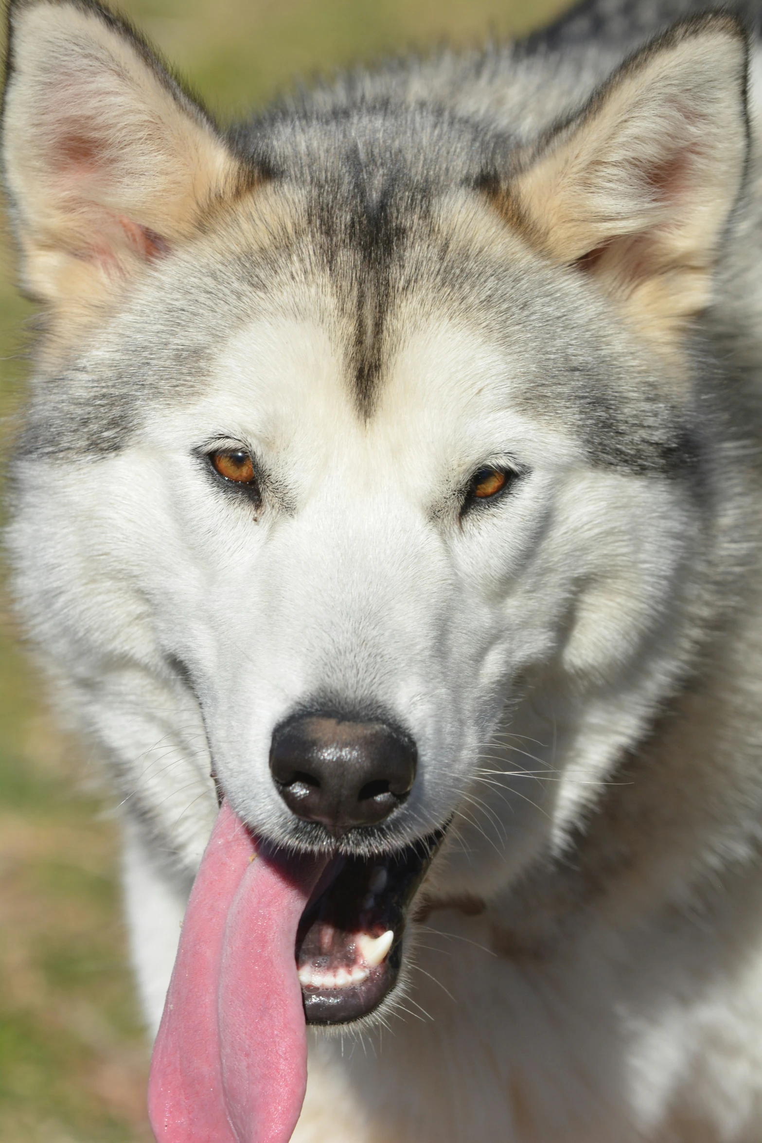 an adult white and gray dog with a long pink tongue