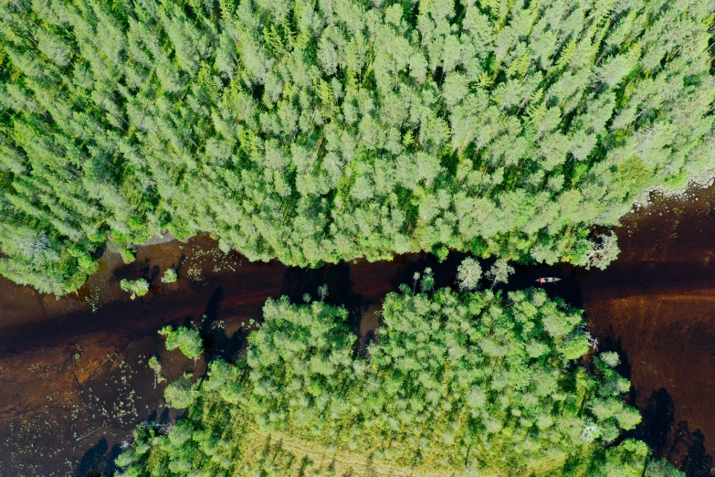 an aerial view of a couple of trees