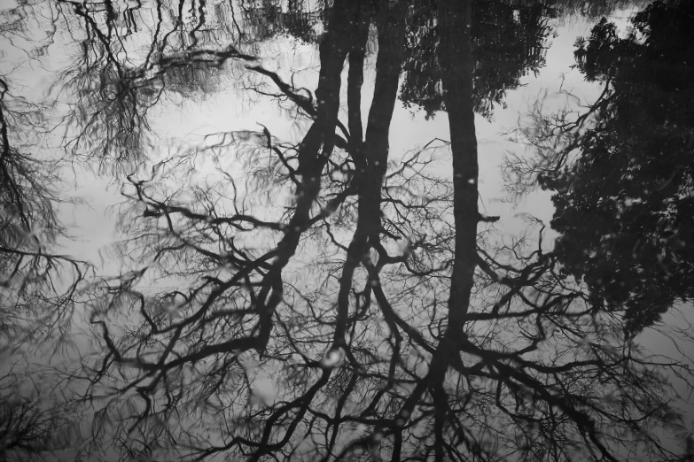 the reflection of some trees in water