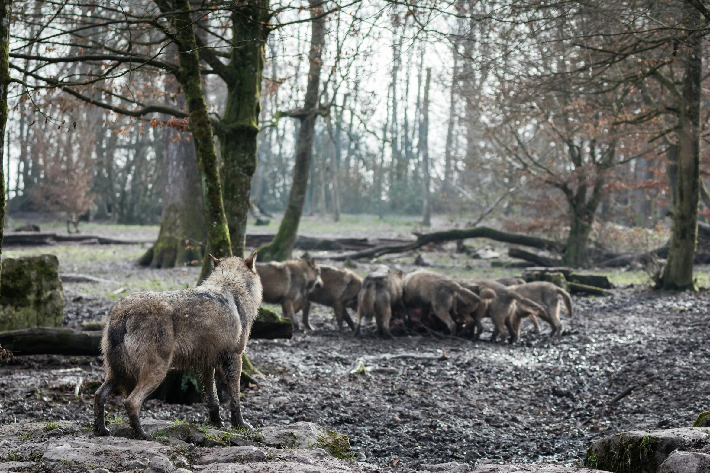 a wolf standing in a forest with another animal next to it