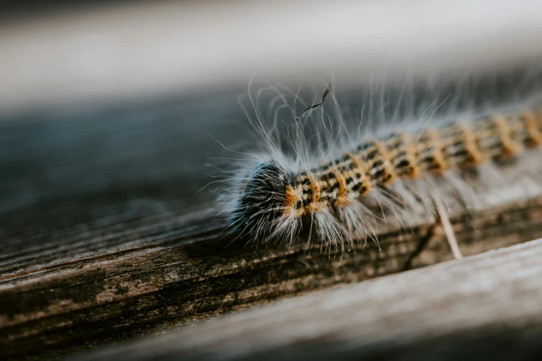 the caterpillar is resting on the side of the bench