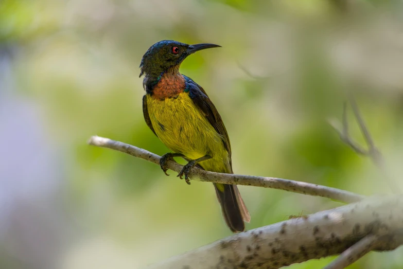 a close up of a bird on a nch