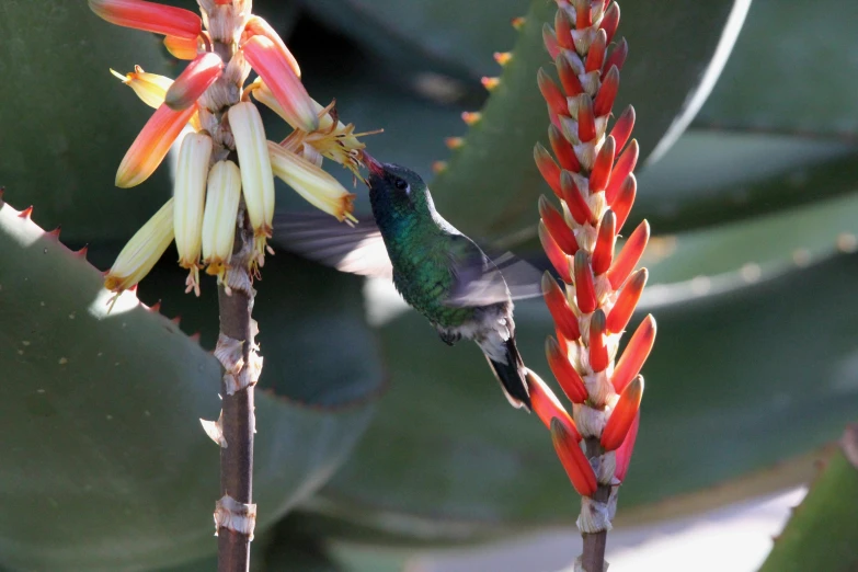 an insect is flying towards a flower