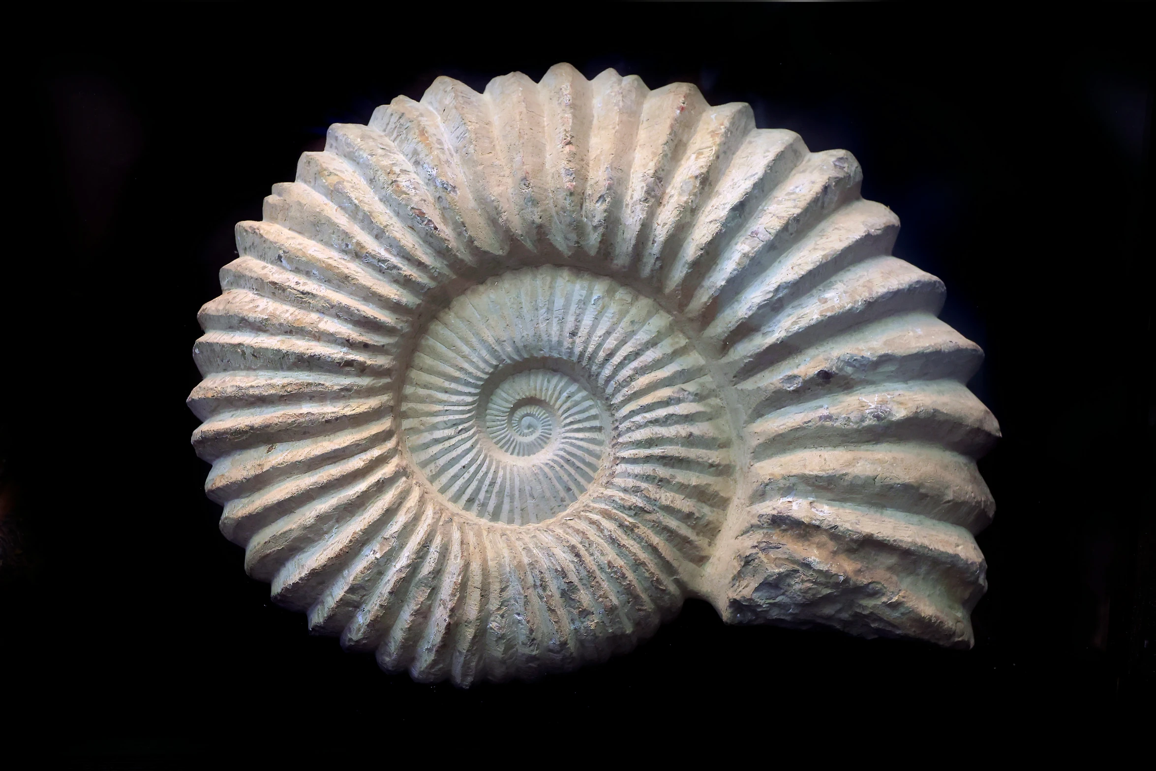 a shell shaped object on a black background