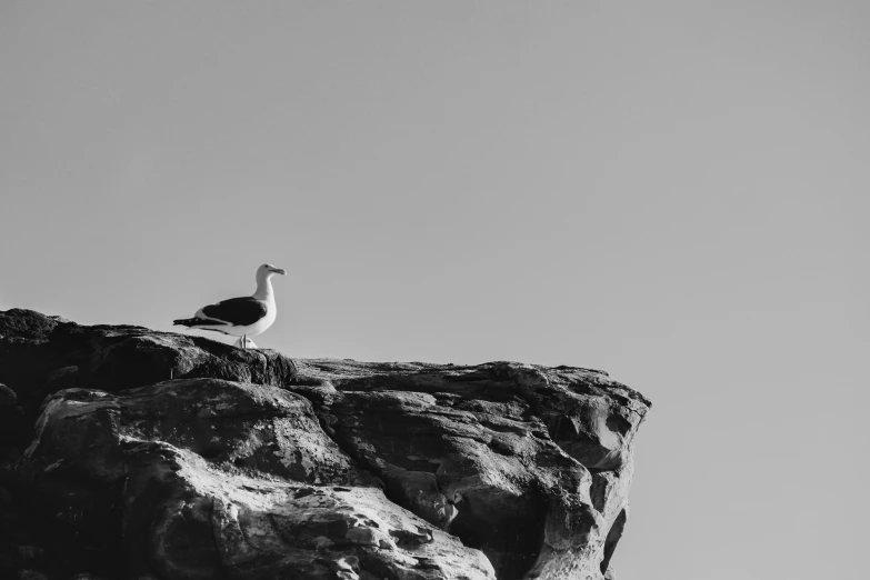 a black and white image of a seagull sitting on rocks