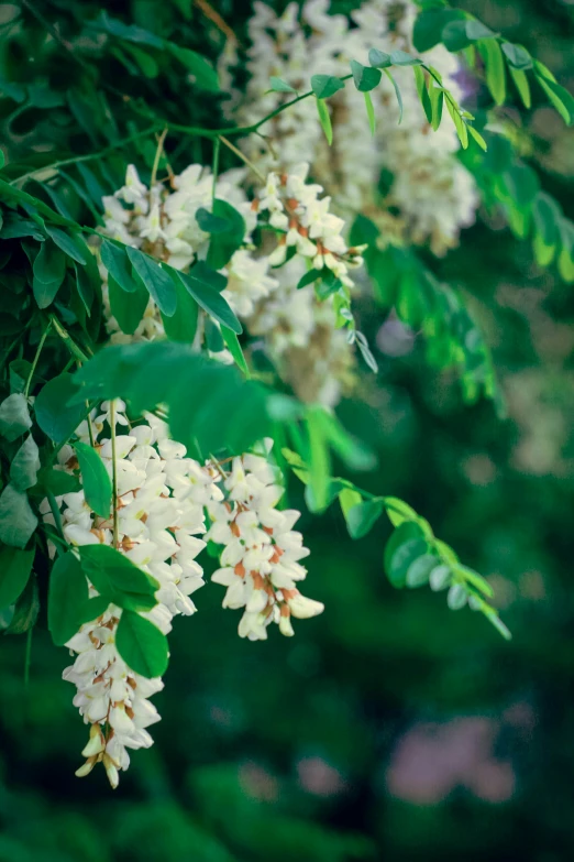 a group of white flowers are hanging from a nch