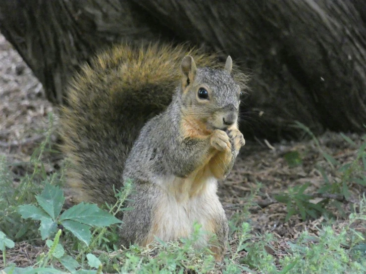 a squirrel sits on the ground and looks up