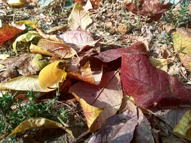 a group of fall leaves on the ground