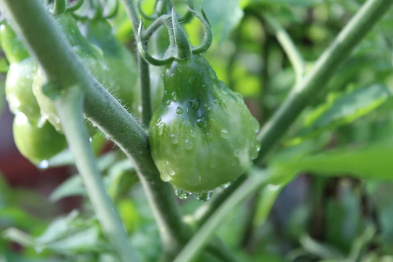 green peas growing in the rain on a bush