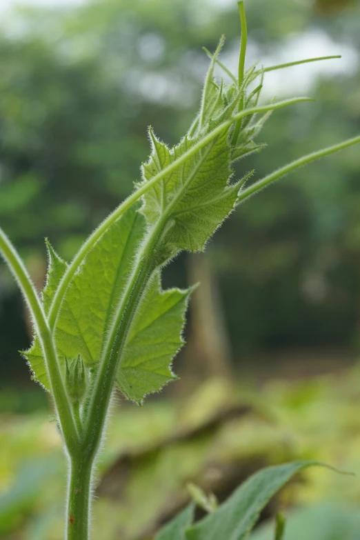 a green plant has long thin leaves