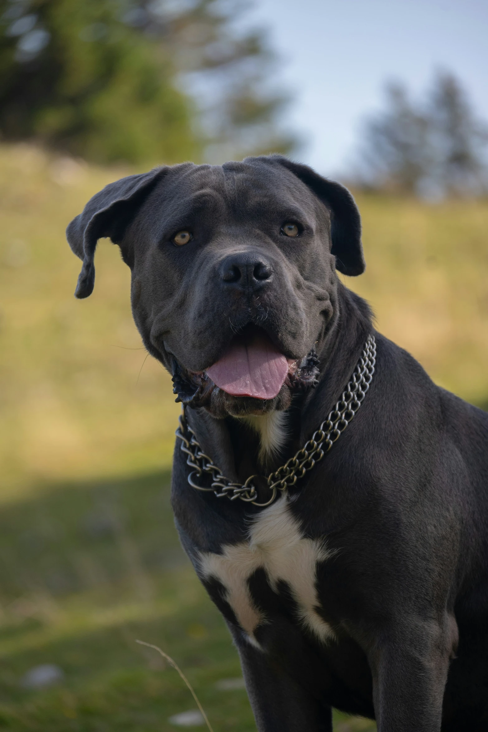 a black and white dog has his mouth open and looks at the camera