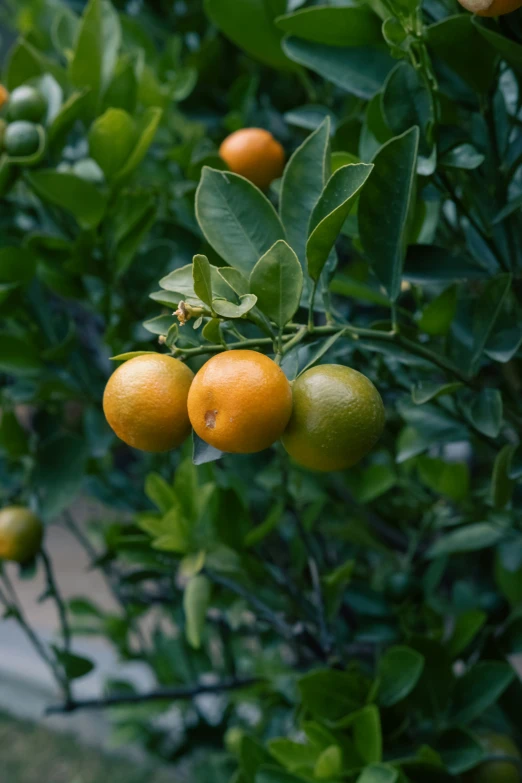 a number of oranges growing on a tree