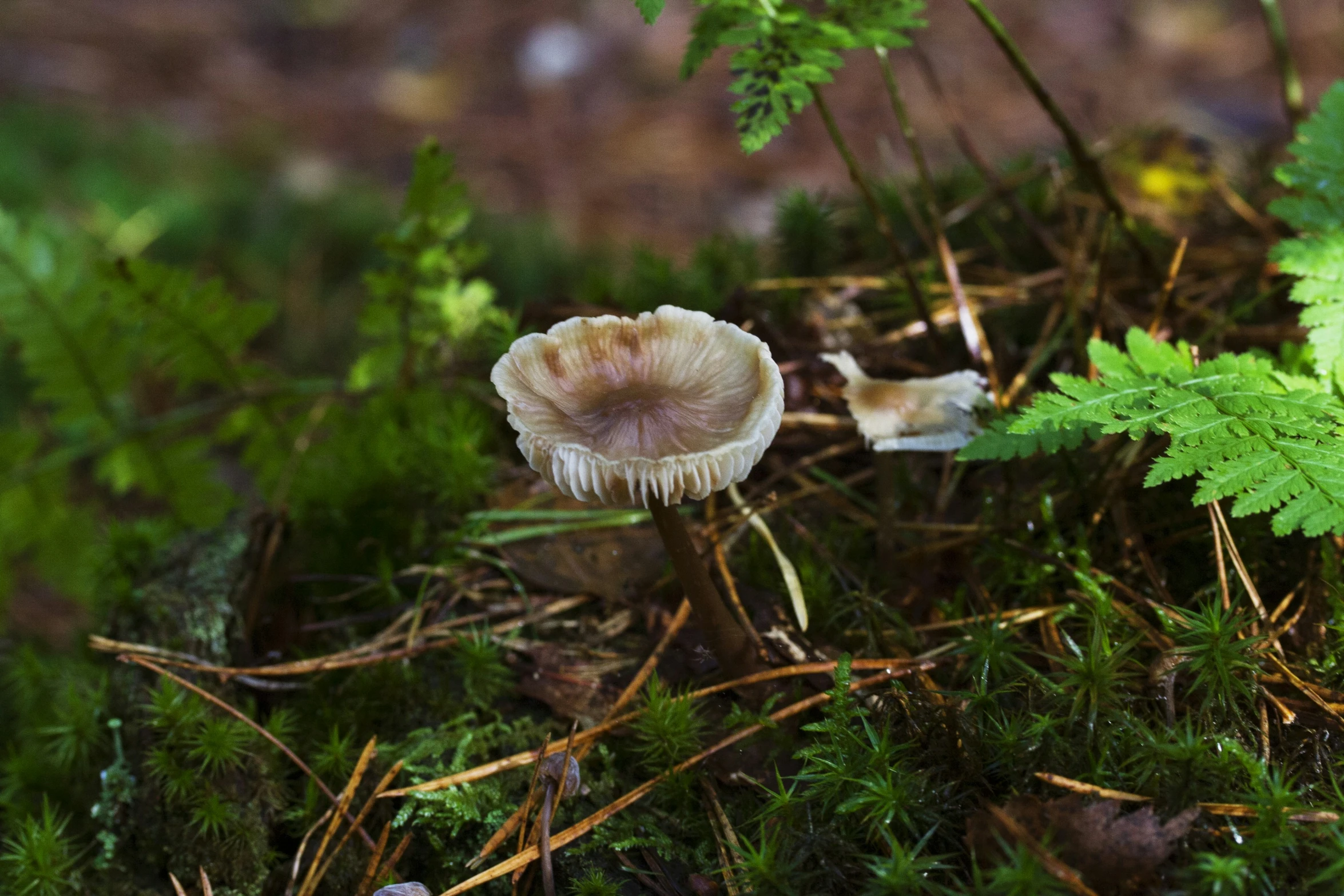 a mushroom in the middle of a forest