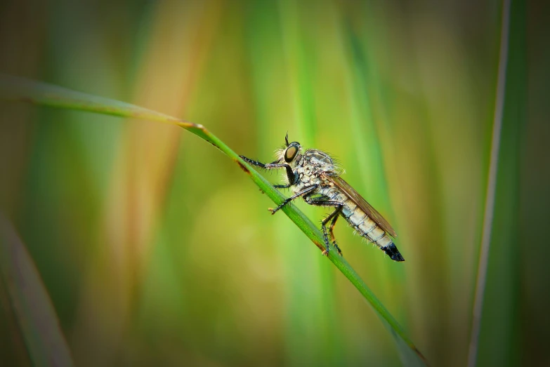 a close up of a bug on a plant