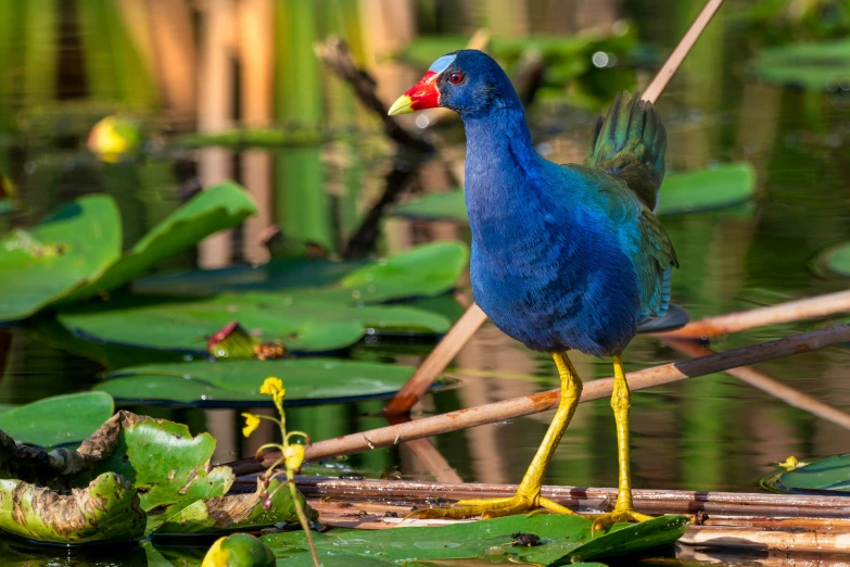 a blue bird walking on a stem in some water