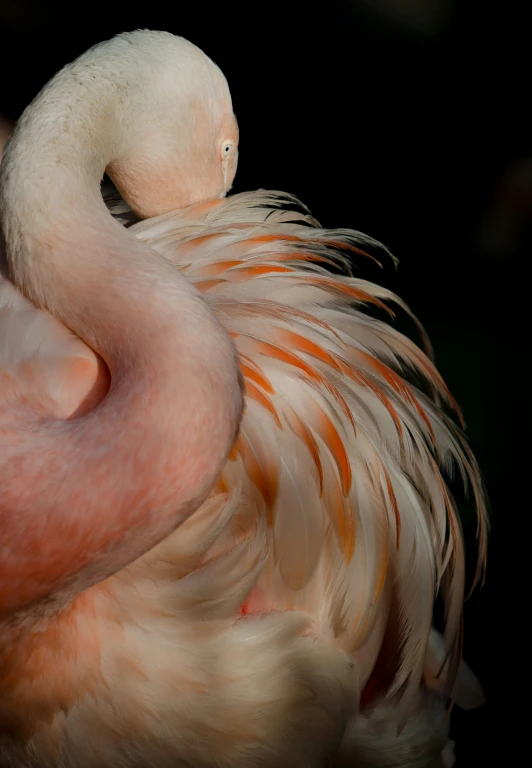 a white bird with a pink neck and orange feathers