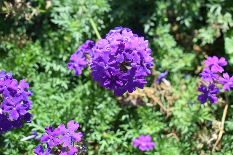 a cluster of purple flowers in the center of green grass