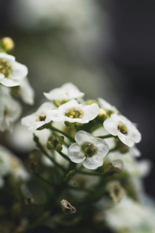 some white flowers with green centers in an outdoor area