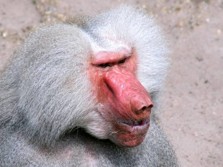 a long - tailed grey baboon looks to the side while standing on a dirt ground