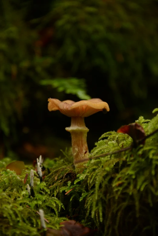 the mushroom is very pretty with green leaves on it