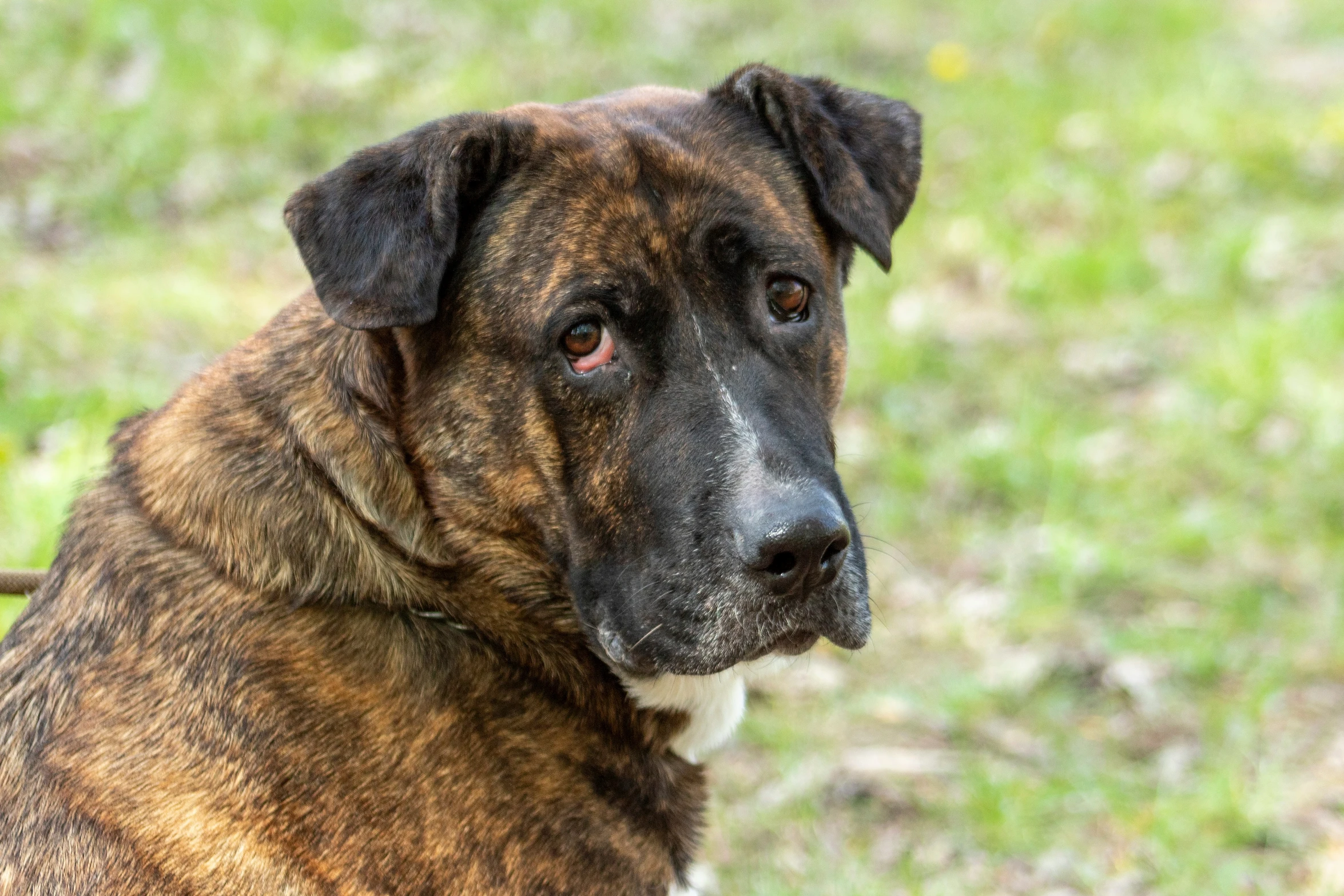 the big brown dog has brown spots on it