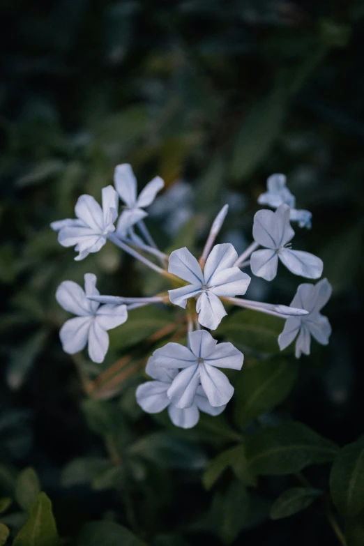 small white flowers are blooming on the ground