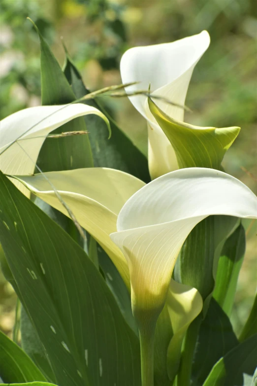 large white flowers with small green leaves on them