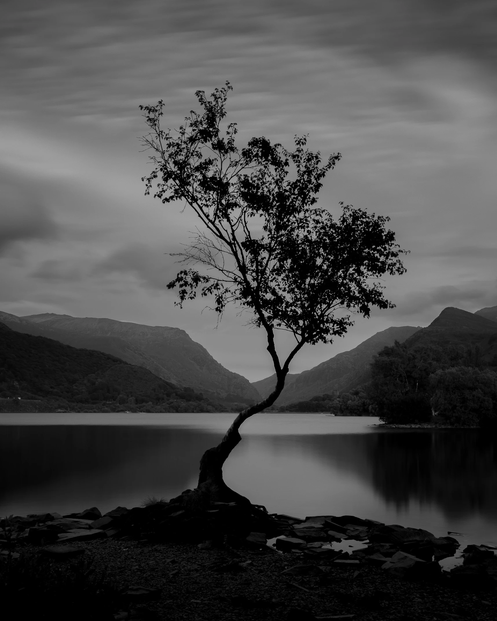 tree with no leaves in the foreground next to mountains and water