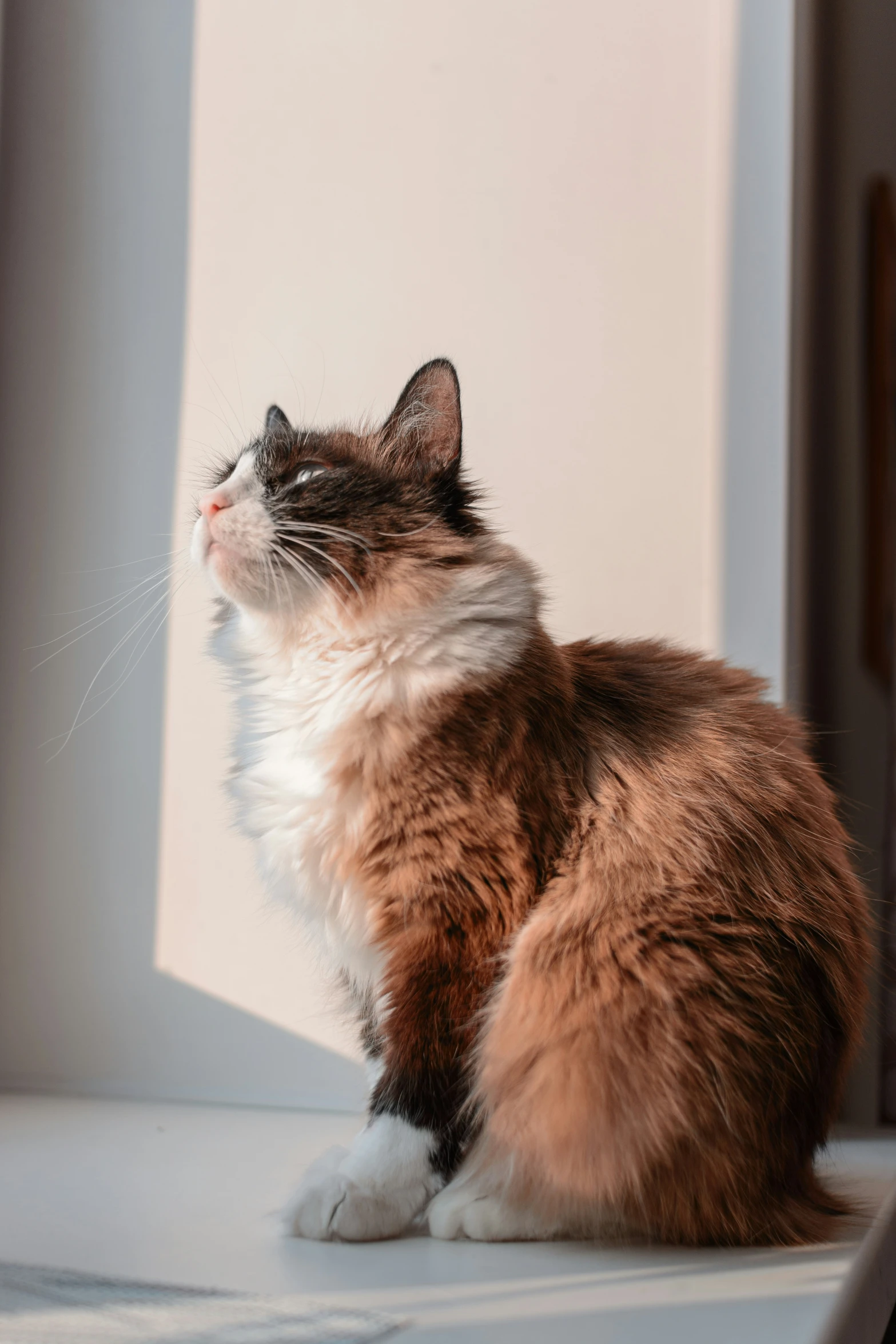 a cat sitting on the edge of a window sill