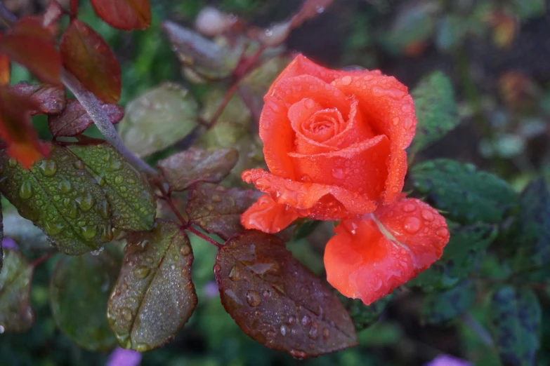 this rose has red petals, green leaves and water droplets