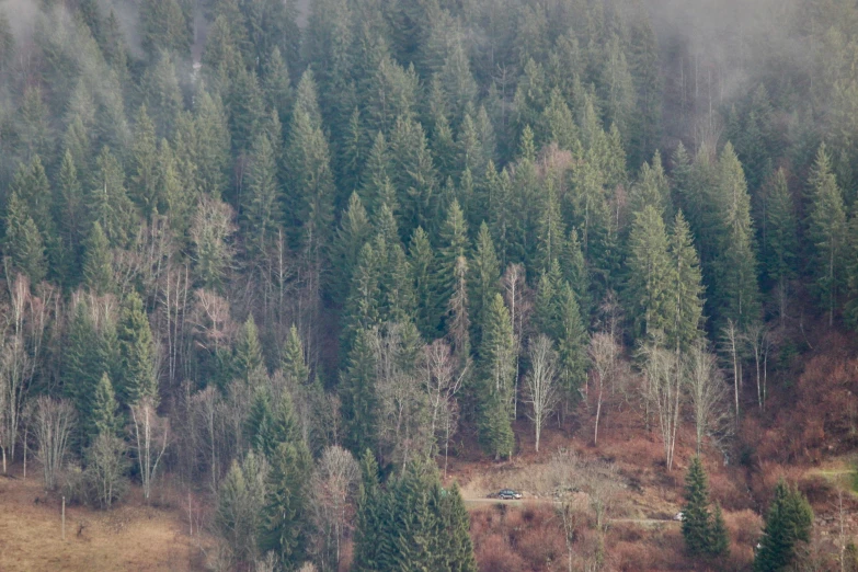 a row of evergreen trees in the middle of a forest