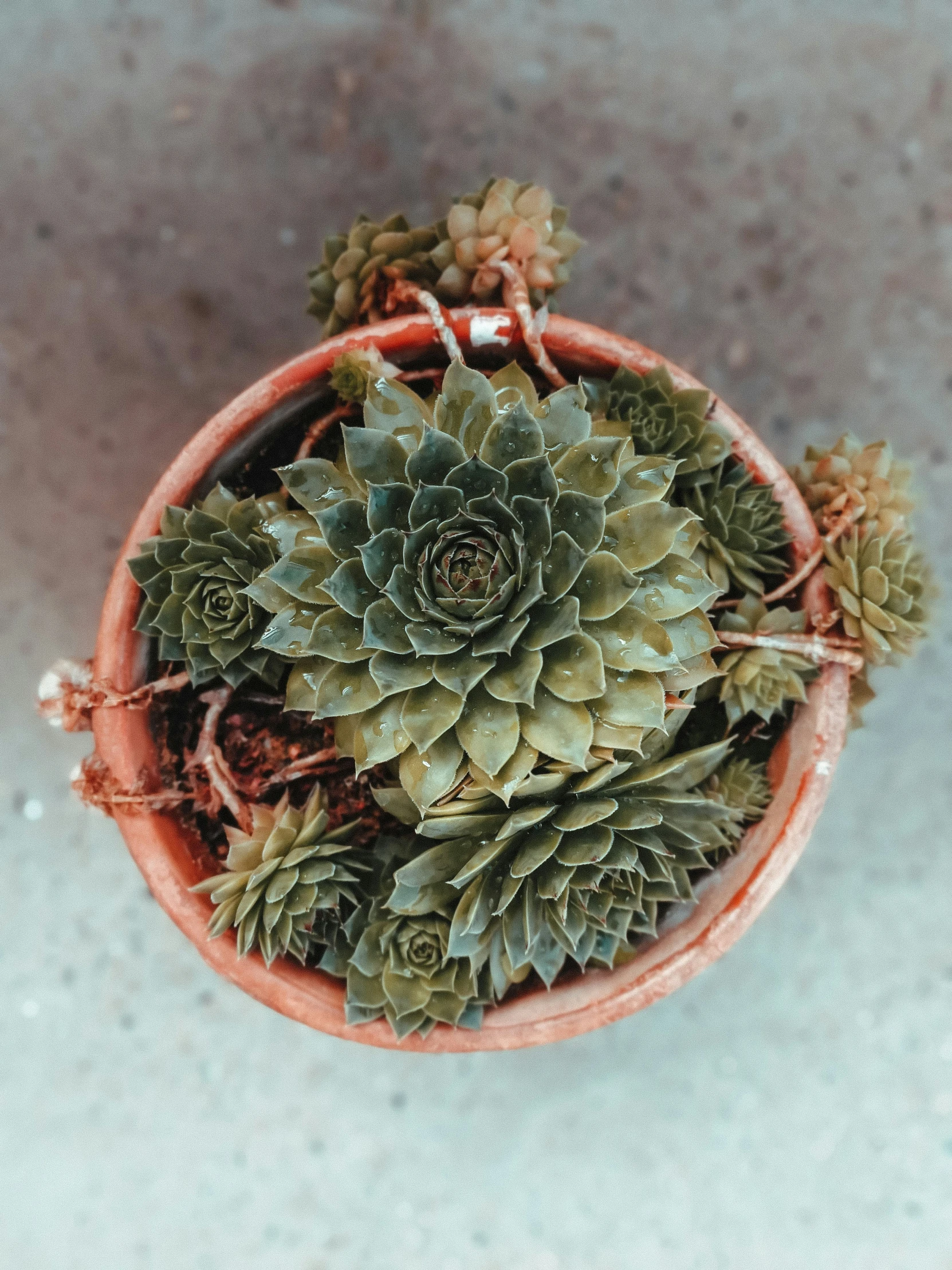 a pot with plants that are sitting in it