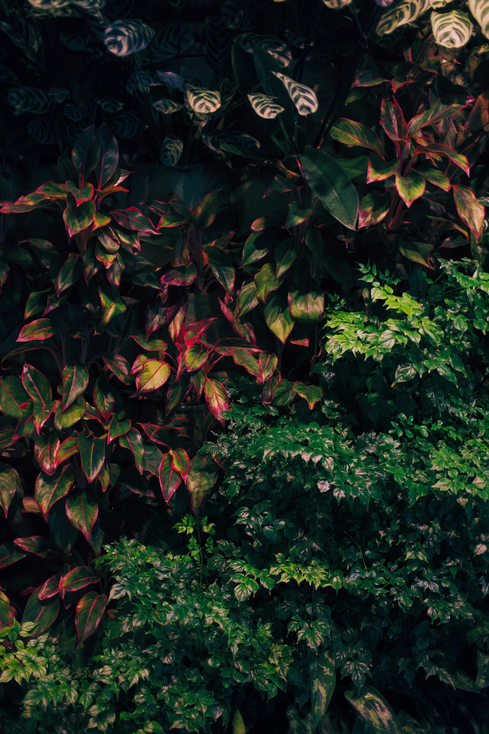 some brown black and red leaves green bushes and trees