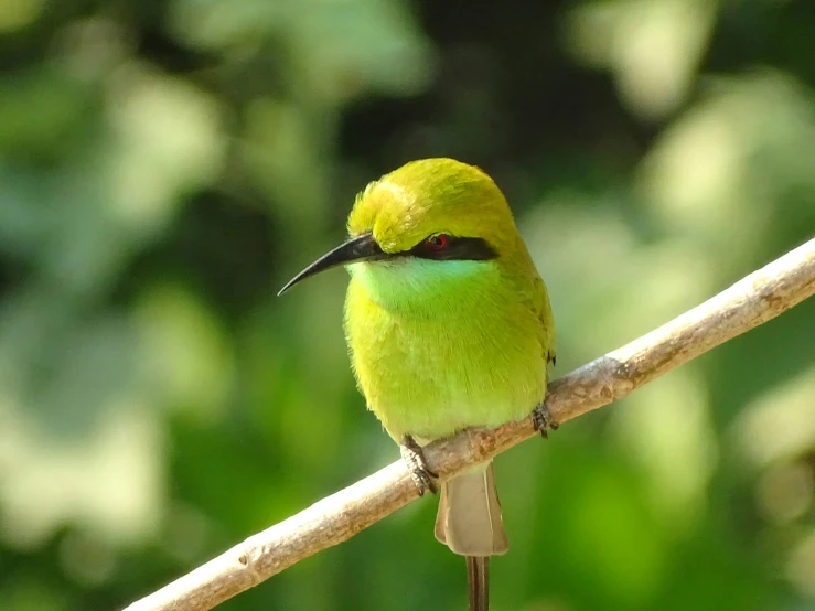 a small green bird with a long beak sitting on a nch