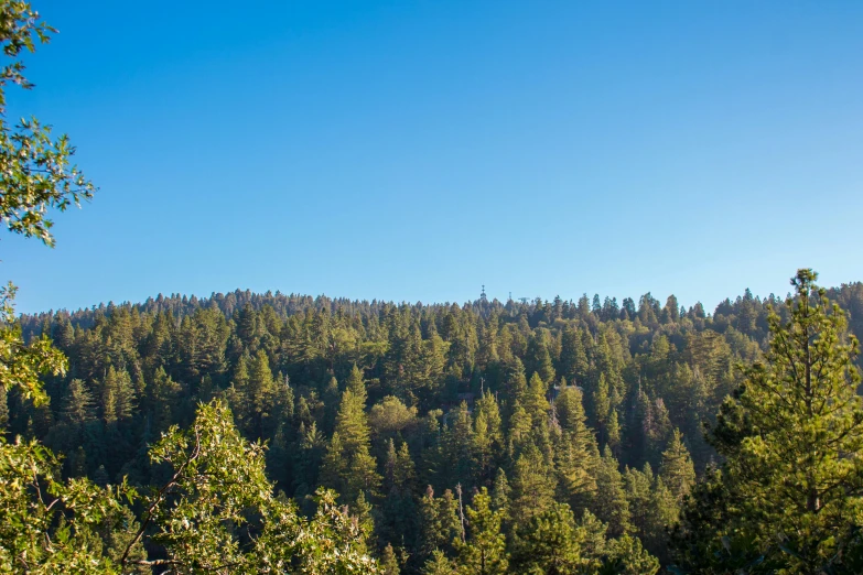 there is some trees on a hill with no leaves