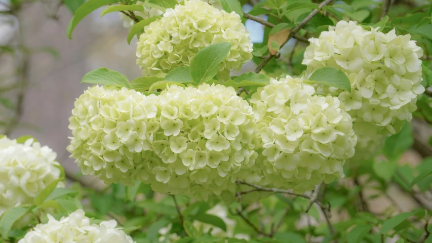 white flowers are blooming in a tree