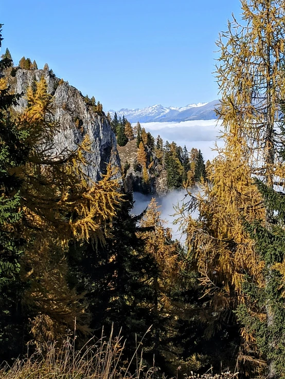 the view is looking down onto a forest filled with pine trees