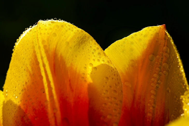 an close up po of a flower with water droplets on it