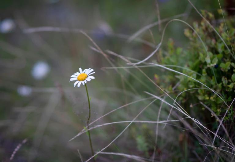 a single white daisy grows in the middle of tall grass