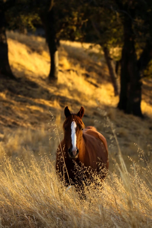 a horse walks through the tall grass near some trees