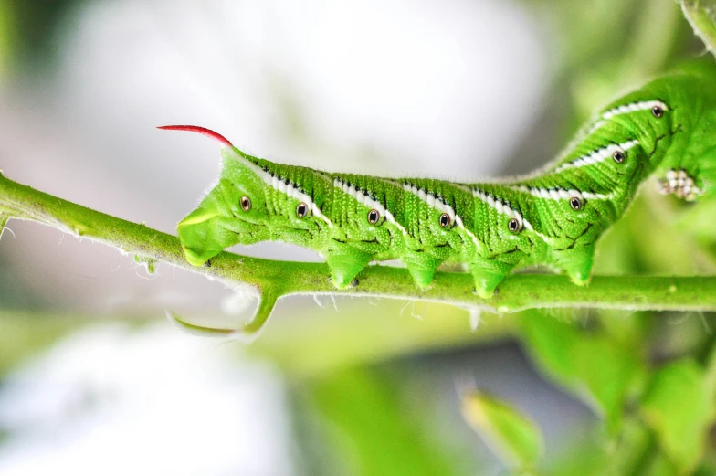 the green caterpillar is walking on a twig