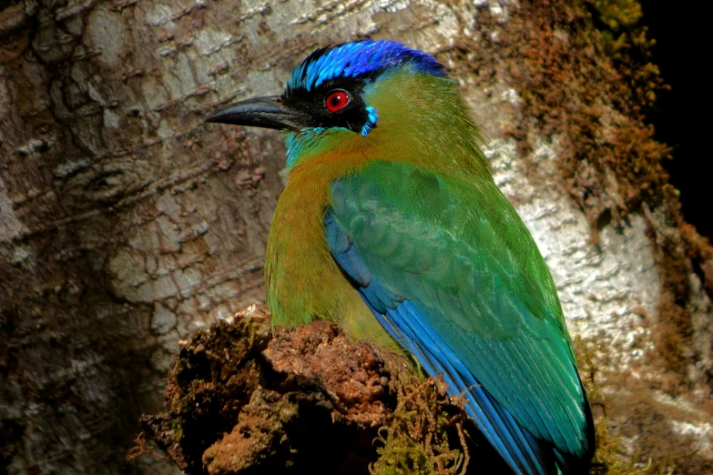 a blue and green bird sitting on the nch of a tree