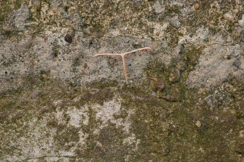 an image of a piece of stone with moss growing on it